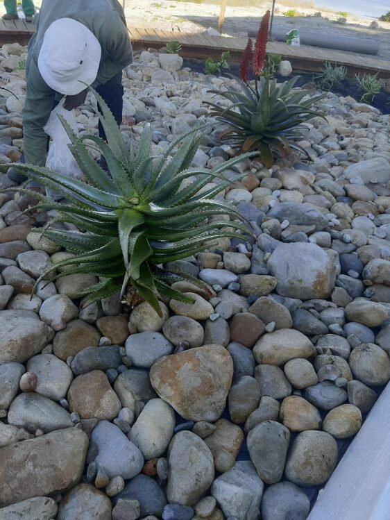 River-Stone-succulent-garden